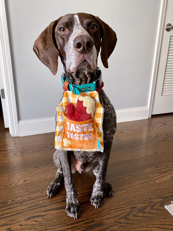 /images/uploads/southeast german shorthaired pointer rescue/segspcalendarcontest2021/entries/21738thumb.jpg